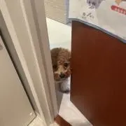 りっちゃんの画像