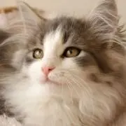 とーぴー