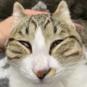 モナカ海賊団の画像
