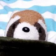 Red pandaの画像