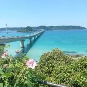 ぽめ吉の画像