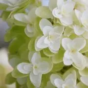 Vitabrid C² ターニキリアファースト 5袋セット 専用様専用
