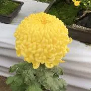 ネコ科の画像