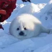 BOM♪  即購入歓迎の画像