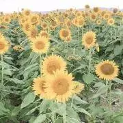 cotaroの画像