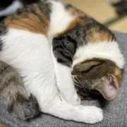 もんちゃんの画像
