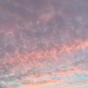 cocoの画像
