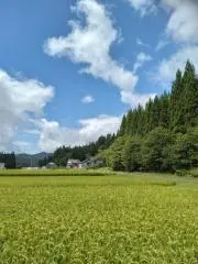 さんま