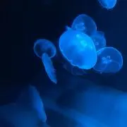 N.Kの画像