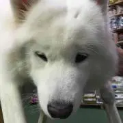 ma