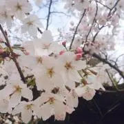 白椿の画像