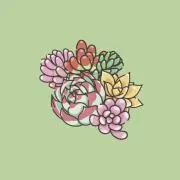 喜樹_KIKI Succulentsの画像