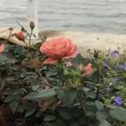 marinecoの画像