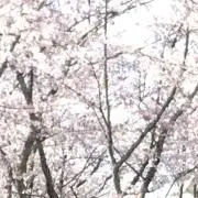 ⭐︎さくら⭐︎の画像