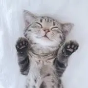 ちょこらの画像