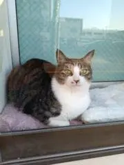 ねこあいこうか