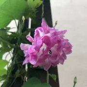 アサガオ