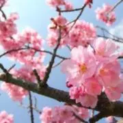 ななし