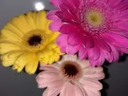 saorinの画像