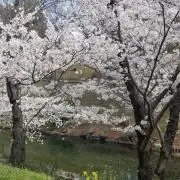 サクラ