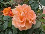 花子の画像