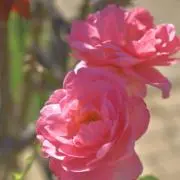 mme《※プロフ必読》の画像