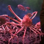 かなかな