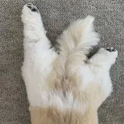 菊丸の画像