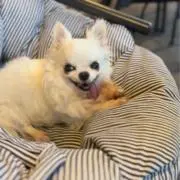 ポチタ