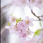 さくら