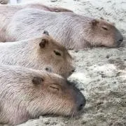 カピバラの画像