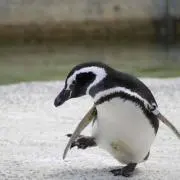 ぴぃの画像