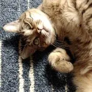 KDの画像
