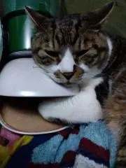 しまの画像