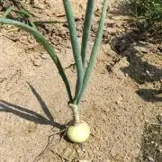 タマネギの画像