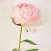 リリー @即購入OK！最短当日発送！の画像