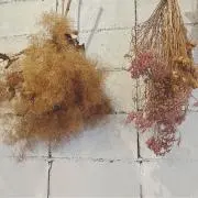 gacchanの画像