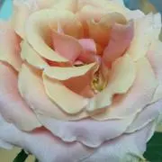 ちょん