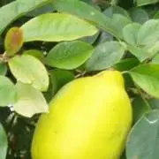 花梨の画像