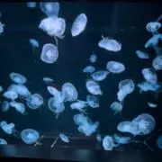 aの画像