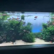 森嶋の画像
