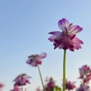 sorairo ⁂⁑  要プロフ確認の画像