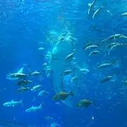 もかの画像