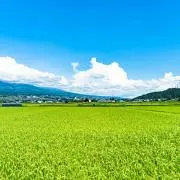 ファームの画像