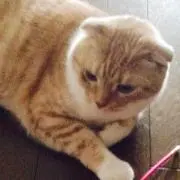 ねこまる(o´ω`o)プロフ必読