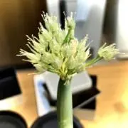 ねぎぼうずの画像