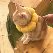 かお