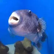 わかばまる