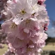苺ポッキーの画像