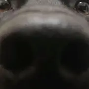 金寅成の画像